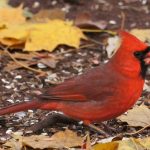Imágen del pájaro cardenal para ilustrar el artículo con la biografía de Zitkala, activista sufragista sioux